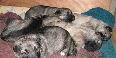 中国第一种民间培育的警犬:狼青比德牧还强悍