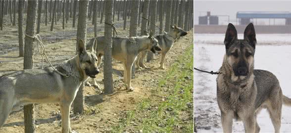 中国第一种民间培育的警犬:狼青比德牧还强悍