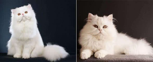 波斯猫的毛发粗糙,铲屎官不要慌,这些办法能解决