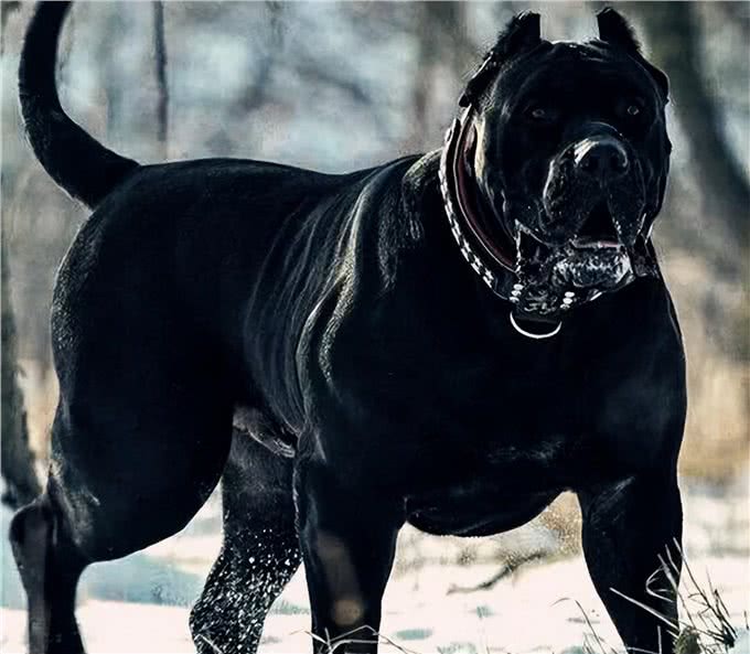 虽然它们长相凶猛,但都是忠犬,这6种狗值得养