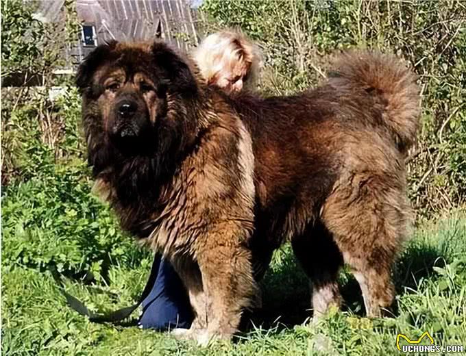 虽然它们长相凶猛,但都是忠犬,这6种狗值得养