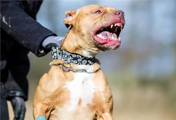 虽然它们长相凶猛,但都是忠犬,这6种狗值得养