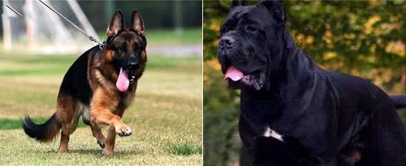 虽然它们长相凶猛，但都是忠犬，这6种狗值得养