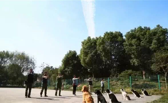 锋哥的初心宠物课堂:训练让狗狗只吃你给的食物?找我们学!