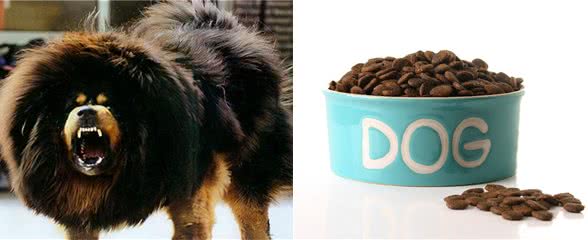 全球六大护卫犬，谁是护卫犬之王?