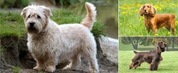 请不要忘记我,面临濒临灭绝的狗狗们