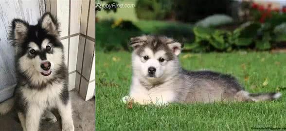 犬种百科之阿拉斯加犬