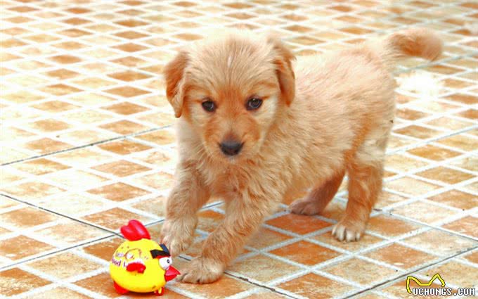 幼崽小金毛要每个月驱虫嘛