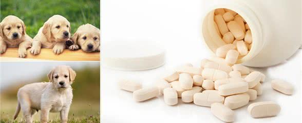 幼崽小金毛要每个月驱虫嘛