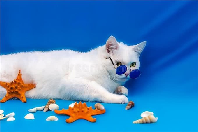 狗的记忆只有不到两分钟：记吃又记打，就是记不住人