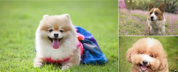 养狗的四大益处，不仅仅只是陪伴，难怪这么多人喜欢毛孩子