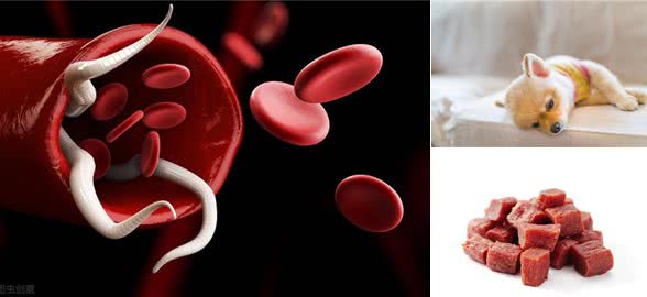 狗为什么会突然食欲不振,原因分析