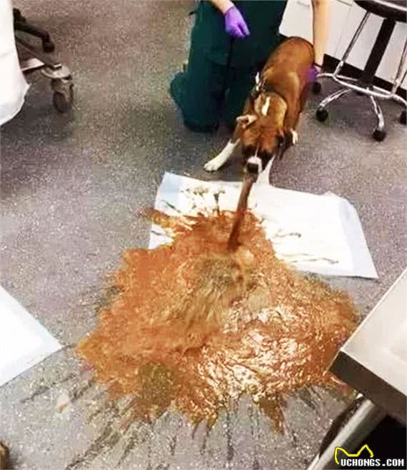 小狗吃巧克力中毒有哪些表现?遇到了又该怎么跟兽医说吃了多少