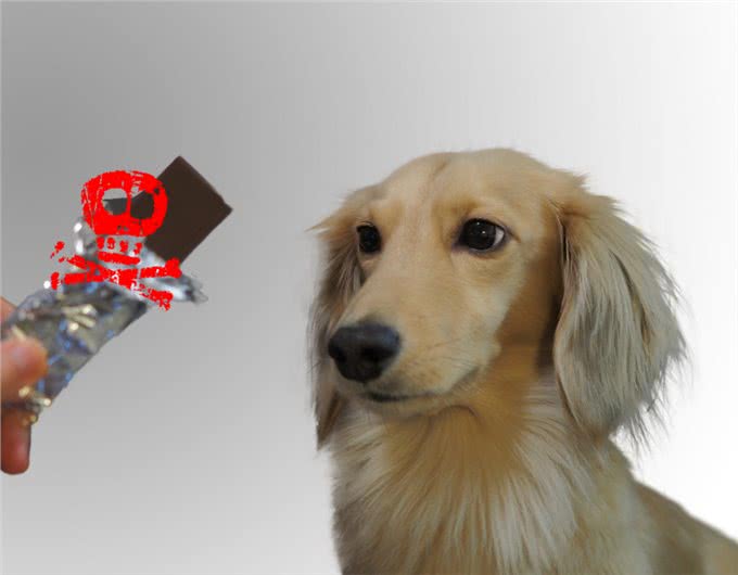 小狗吃巧克力中毒有哪些表现?遇到了又该怎么跟兽医说吃了多少