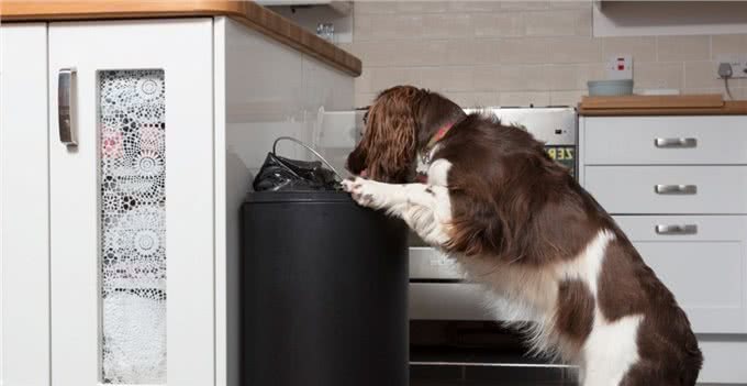 小狗吃巧克力中毒有哪些表现?遇到了又该怎么跟兽医说吃了多少