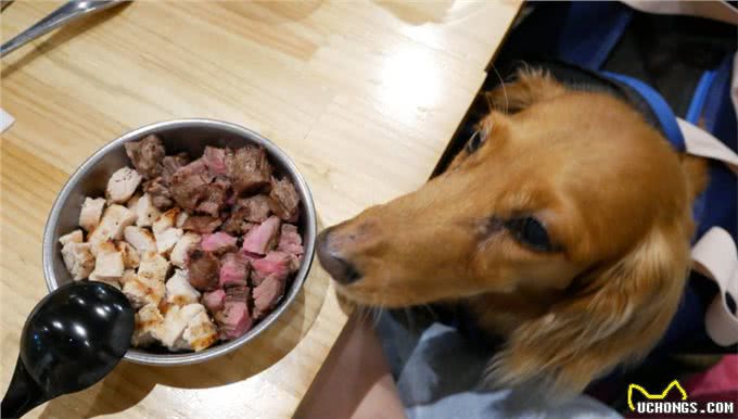 小狗吃巧克力中毒有哪些表现?遇到了又该怎么跟兽医说吃了多少