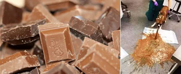 小狗吃巧克力中毒有哪些表现?遇到了又该怎么跟兽医说吃了多少