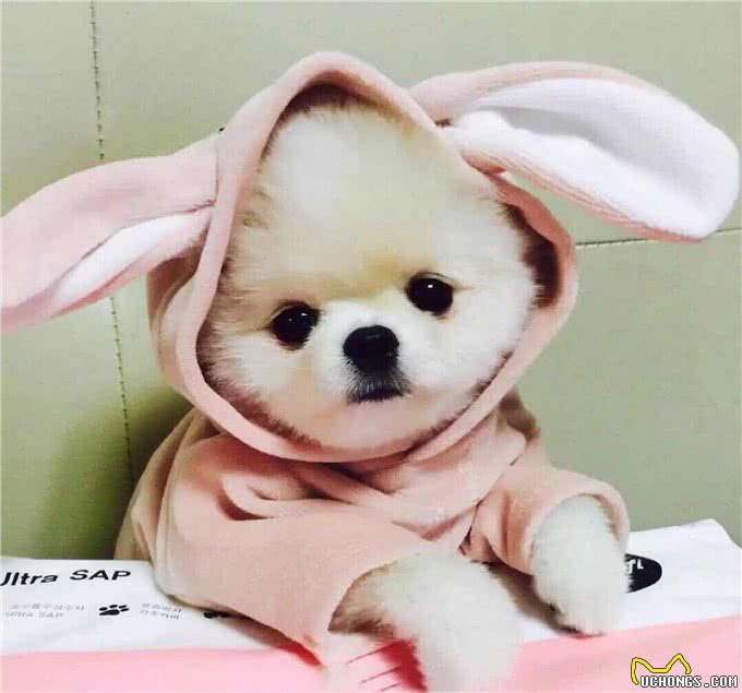 人类禁止近亲繁殖，为什么却让狗回交?甚至品种越纯越好?