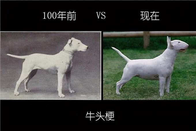 人类禁止近亲繁殖，为什么却让狗回交?甚至品种越纯越好?