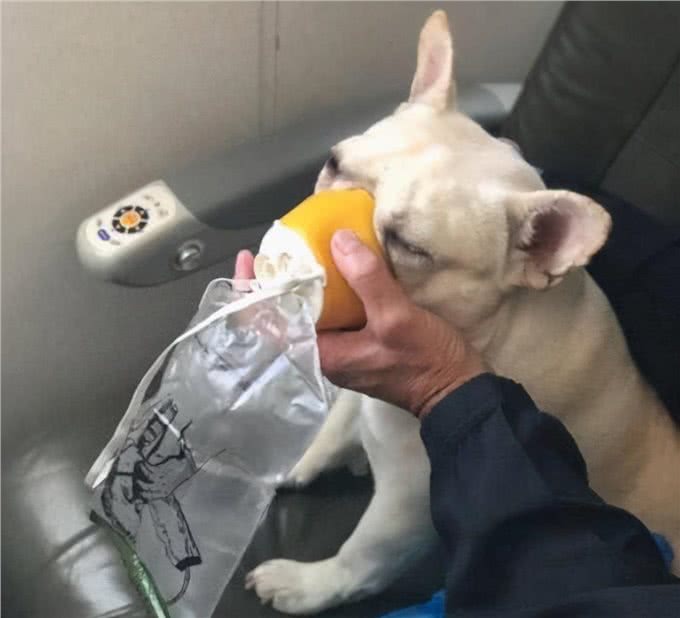 人类禁止近亲繁殖，为什么却让狗回交?甚至品种越纯越好?