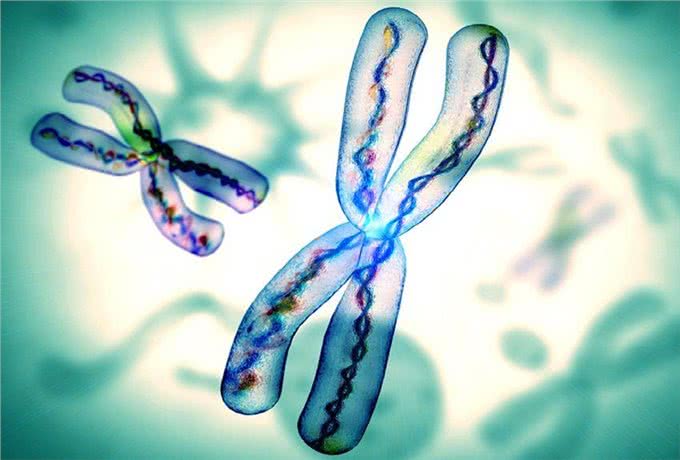 人类禁止近亲繁殖，为什么却让狗回交?甚至品种越纯越好?