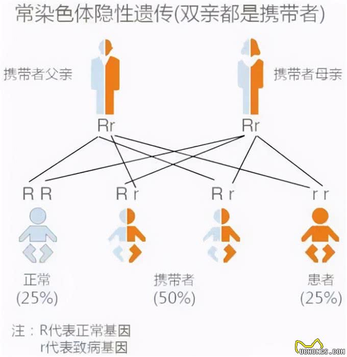 人类禁止近亲繁殖，为什么却让狗回交?甚至品种越纯越好?