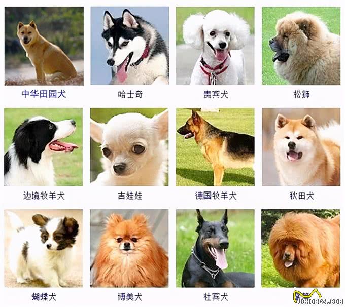 人类禁止近亲繁殖，为什么却让狗回交?甚至品种越纯越好?