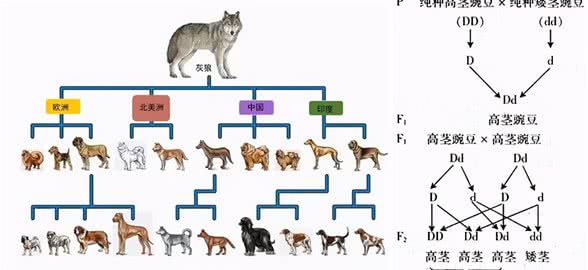 人类禁止近亲繁殖，为什么却让狗回交?甚至品种越纯越好?