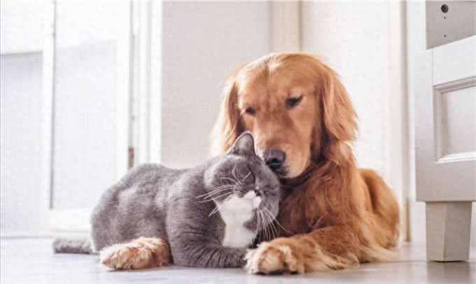 新研究揭穿谣言：宠物不能治愈心理健康