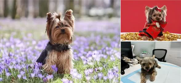 不可思议!这群约克夏竟有如此高智商?