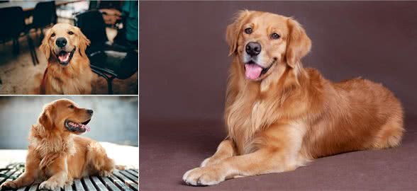 懂养狗的人都知道，其实养金毛比别的狗好