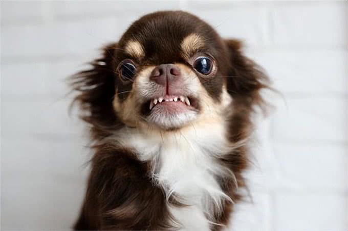 养狗人的邻里大战揭秘:四招让你轻松化解矛盾,与邻居和谐共处