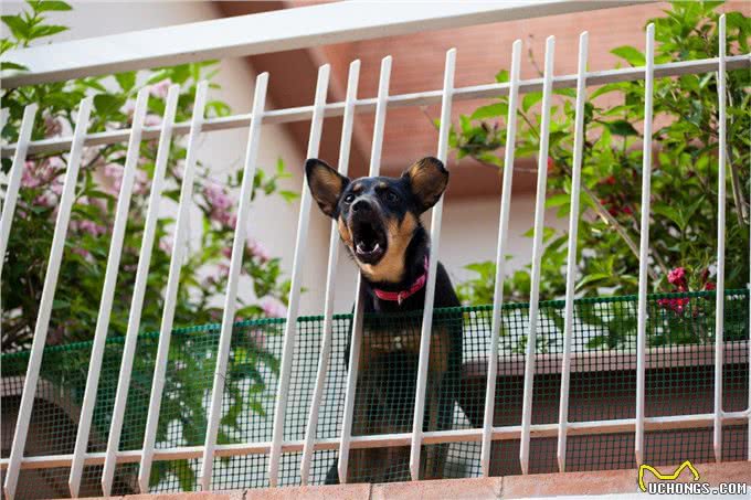 养狗人的邻里大战揭秘:四招让你轻松化解矛盾,与邻居和谐共处