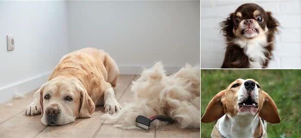 养狗人的邻里大战揭秘：四招让你轻松化解矛盾，与邻居和谐共处