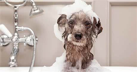 狗狗用什么样的洗涤用品最好，你知道吗?
