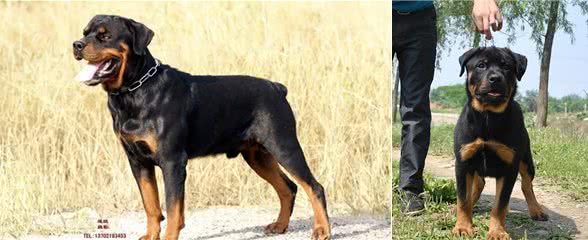 罗威纳价格多少钱一条?挑选罗威纳是不是纯种的技巧?