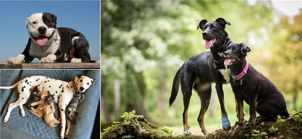 犬韦氏巴贝斯虫和吉氏巴贝斯虫、巴贝斯虫病的流行与诊断