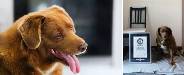 世界上最老的狗波比去世4个月后，被吉尼斯官方剥夺了此头衔