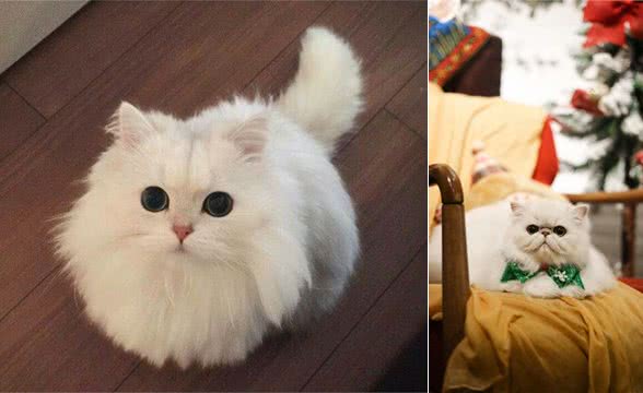 你对从小听到大的波斯猫了解多少?