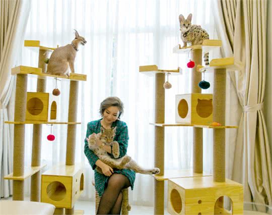 越南富家女花数十万在家里养3只野生大猫,网友:好看但养不起