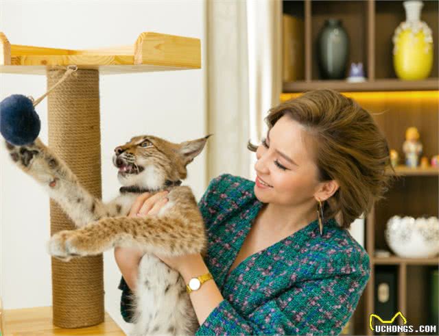 越南富家女花数十万在家里养3只野生大猫,网友:好看但养不起