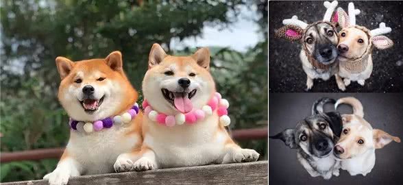 两只狗交配时,为何会流血呢?