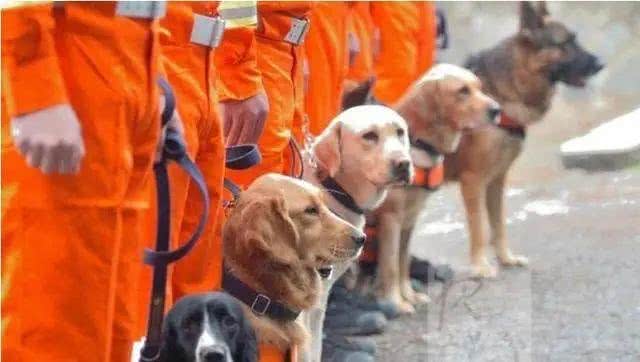 最出色5种搜救犬,援灾救人,看看你都认识几个?