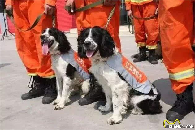 最出色5种搜救犬,援灾救人,看看你都认识几个?