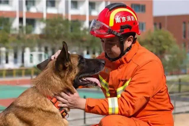 最出色5种搜救犬,援灾救人,看看你都认识几个?