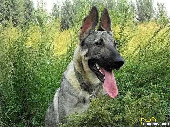 最出色5种搜救犬,援灾救人,看看你都认识几个?