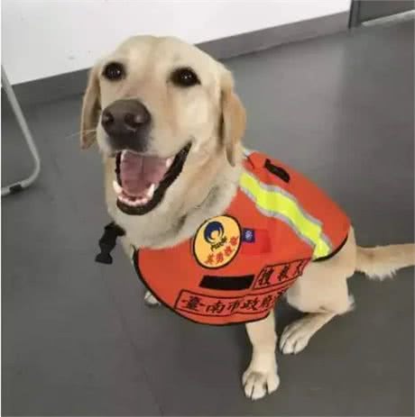 最出色5种搜救犬,援灾救人,看看你都认识几个?