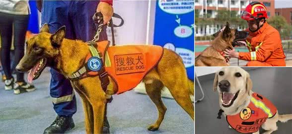 最出色5种搜救犬，援灾救人，看看你都认识几个?