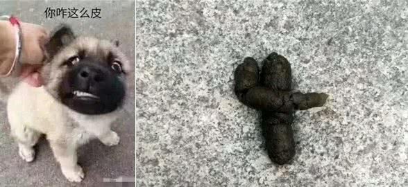 狗喜欢吃屎,是与生俱来还是另有玄机?