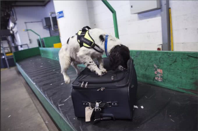 小Q除了做导盲犬，还能做什么工作?狗狗中6种常见的工作犬